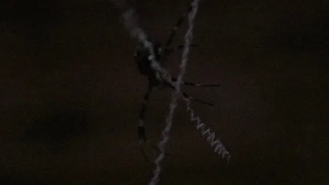 Close up of spider at night Stock Footage 101621797