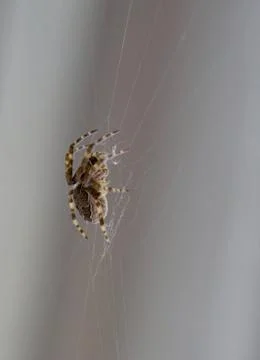 Close-up spider Stock Photos