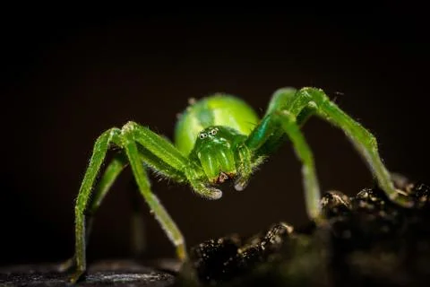 Close up of a spider Stock Photos