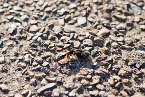 Close up of a spider Stock Photos