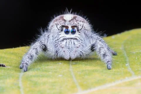 Close up of spider Stock Photos