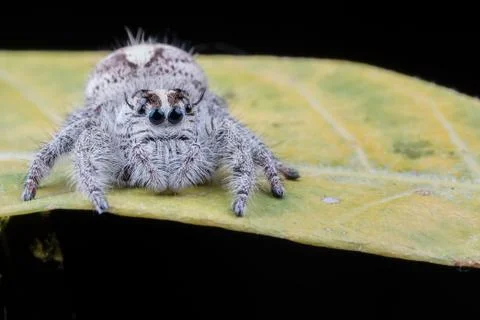 Close up of spider Foto stock