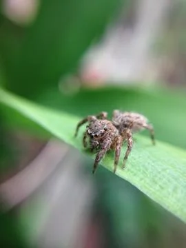 Close up of spider Stock Photos