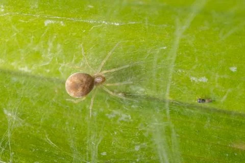 Close up to the spider 库存照片