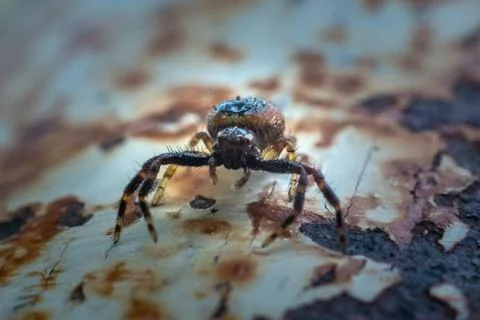 Close up of a spider Stock Photos