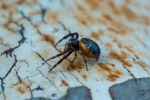 Close up of a spider Stock Photos