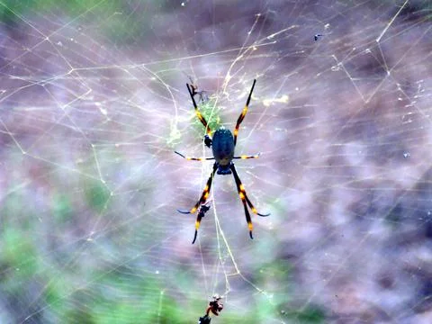 Close up spider Stock Photos