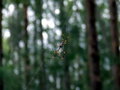 Close up spider Stock Photos