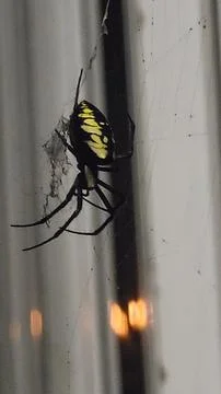 Close Spider Stock Photos