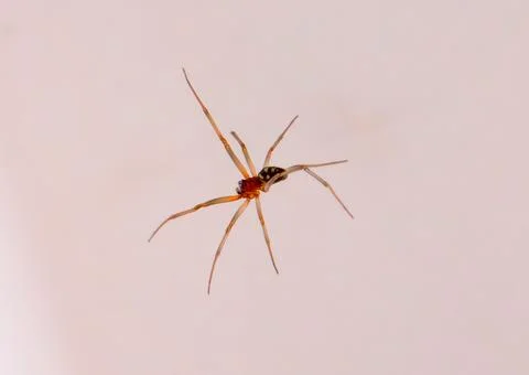 A close-up of a spider Stock Photos