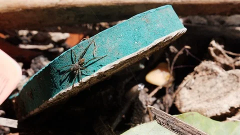 Close up of spider on piece of garbage on ground, Trunyan, Bali, Indonesia Stock-Footage 140275232