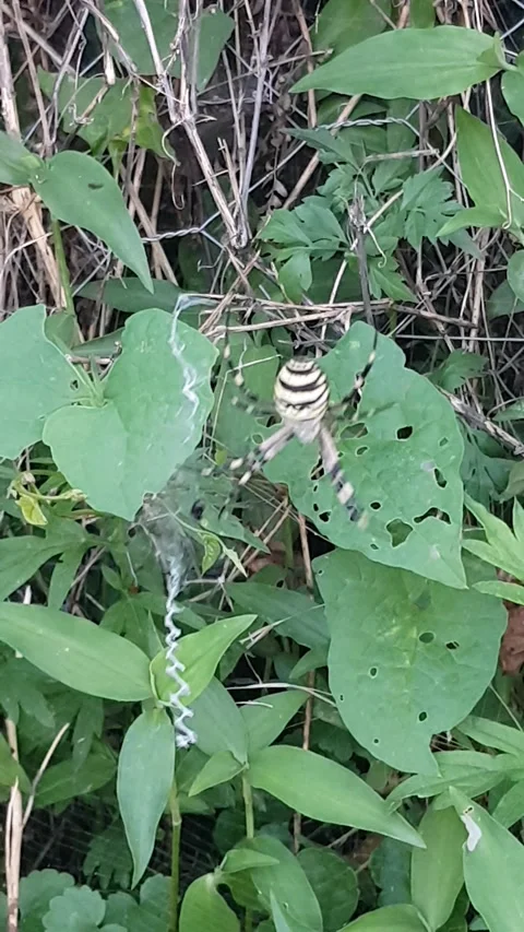 Close Up of a Spider Shaking and Vibrating Its Web 動画素材 337876099