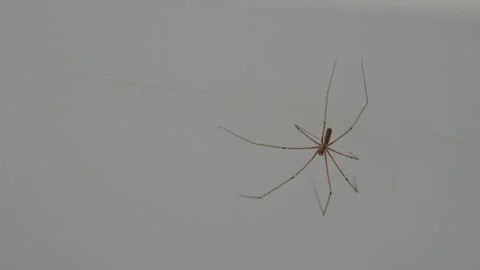 Close-up of a spider sitting on a wall Stock Footage 319446208