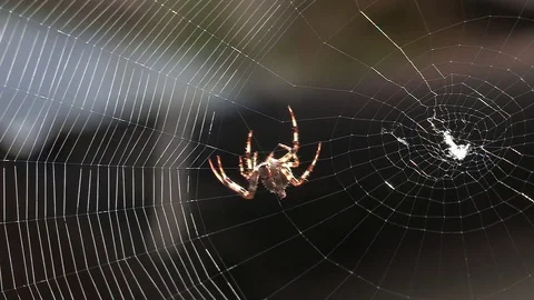 Close up Spider Spinning Web Stock Footage 77314704