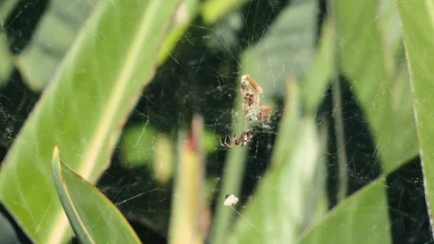 Close-up of a spider spinning a web on a plant in a summer garden. Strelitzia Stock Footage 321410976