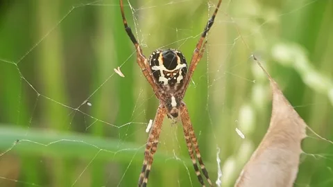 Close Up Spider In The Swaying Grass. Vídeos de archivo 168089821