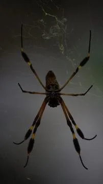 Close-up of spider in Tayrona Stock Photos