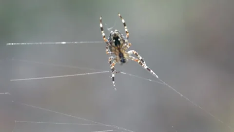 Close-up of a spider on the threads of a web. Video stock 318585308