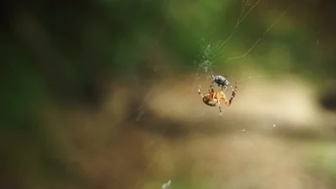 Close-up of spider trapping prey Stock Footage 117435389