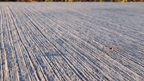 Close up of a spider walking away Stock Footage 316420643