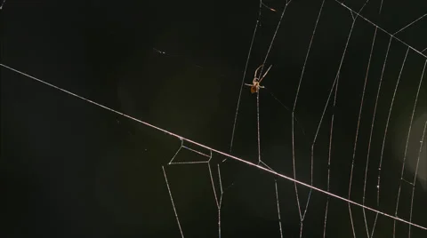 Close up of a spider walking on its web Stock Footage 54185803