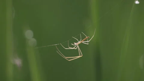 Close-up of spider walking on web in grass Stockbeeldmateriaal 277243740