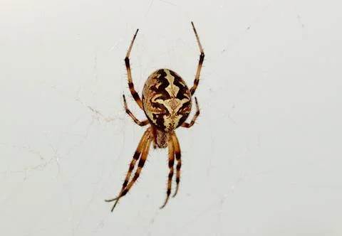 Close-up Of Spider On Wall 스톡 사진
