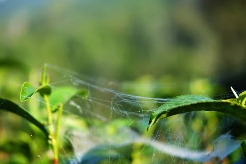 Close up spider weaves a web atop the green tea leaves in agriculture field Stock Photos