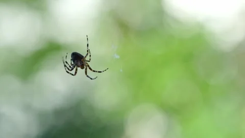 Close Spider Weaving Web With Rich Green Outdoor Background With Lush Green Stock Footage 335141337