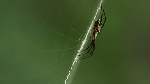Close-up of spider on web against green background Stock Footage 103749990