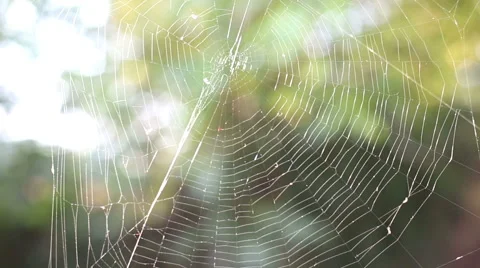 Close up of a spider web in autumn day at the park Stock-Footage 55667181
