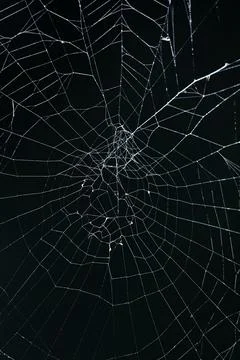 A close-up of a spider web on a black background Stock Photos