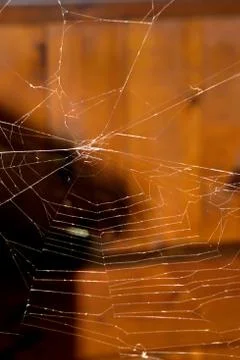 Close up of spider web on blurred background Photos