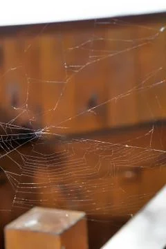 Close up of spider web on blurred background. Foto stock