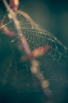 Close up of spider web with blurred background Stock Photos