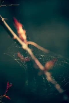 Close up of spider web with blurred background Foto stock