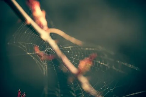 Close up of spider web with blurred background Stock Photos