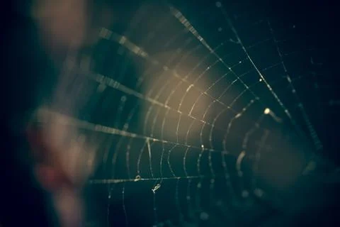 Close up of spider web with blurred background Stock Photos