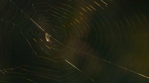 Close up of spider in web with breeze blowing and sunlight reflecting colors. Stock-Footage 94104195