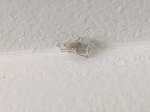 A close-up of a spider in a web on the corner of a wall Stock Photos