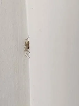 A close-up of a spider in a web on the corner of a wall Stock Photos