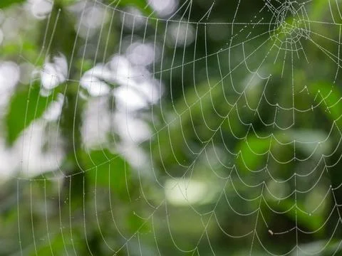 Close up of a spider web covered in dew isolated on a blurred, natural backgroun Fotos de archivo