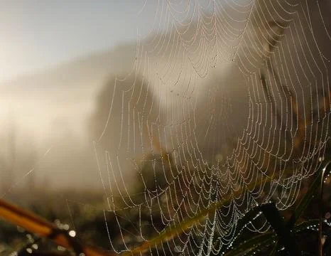 Close-up of a spider web covered in dewdrops, glistening in the soft light .. Stock Photos