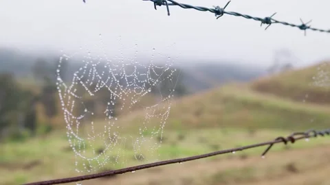Close-up of a spider web covered in morning dew on a barbed wire fence Stock Footage 344163675