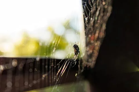 Close-up of a spider on a web on a dark wall Stock Photos