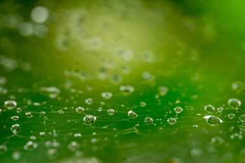 Close up spider web decorated by rain drops with blurred colorful green backg Stock Photos