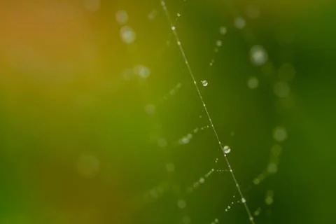 Close up spider web decorated by rain drops with blurred colorful green backg Stock Photos