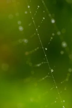 Close up spider web decorated by rain drops with blurred colorful green backg Stock Photos