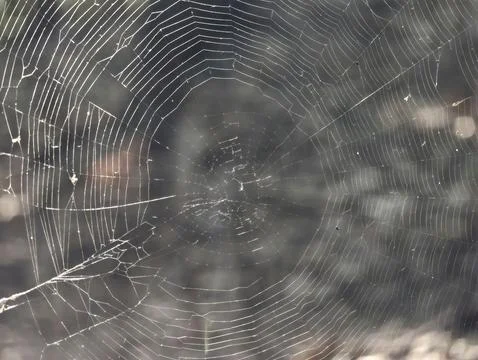 Close up spider web with dew droplets catching morning light across delicat.. Stock Photos