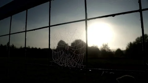 Close up spider web with dew drops on grid fence on sun rays background. Stock Footage 81694105